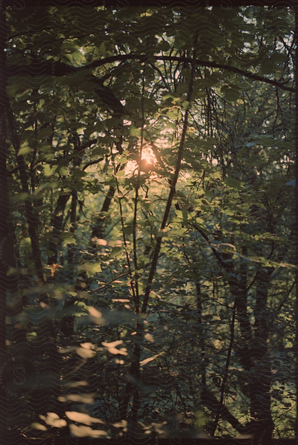 A Natural Landscape With Trees And Vegetation In A Junglelike Setting