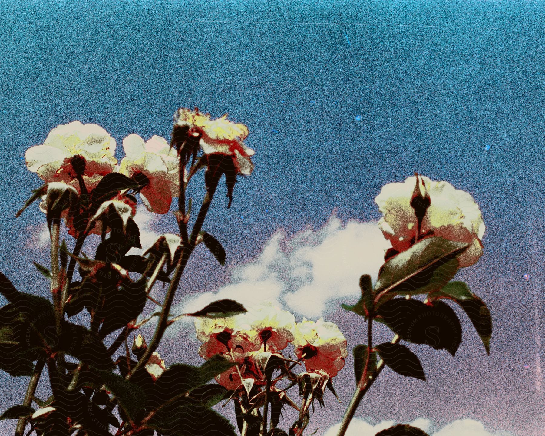 A group of roses bloom in the foreground against a blue and pink sky with white clouds