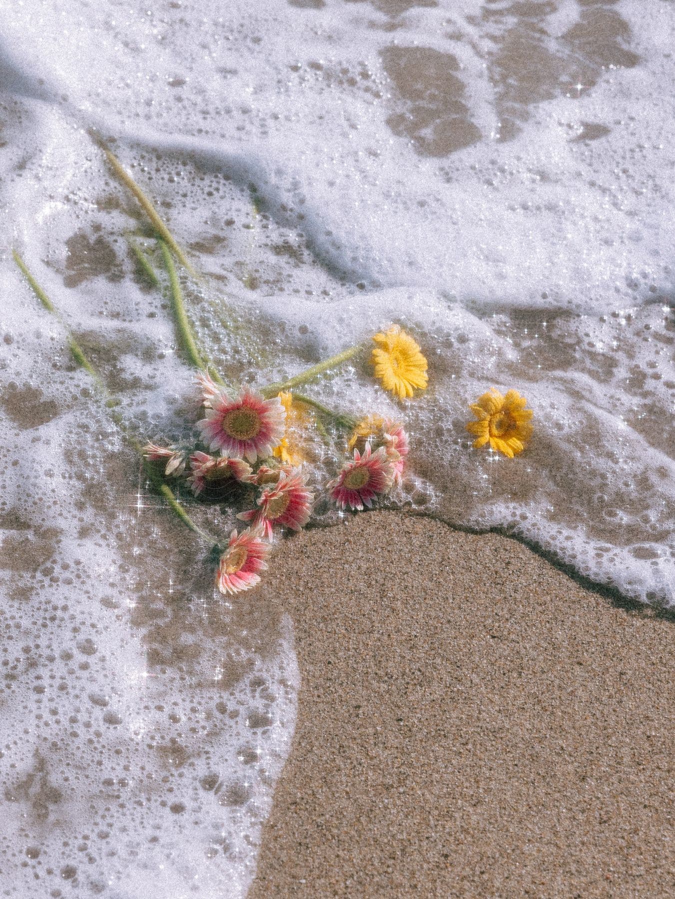 A tranquil beach scene with a flower by the water