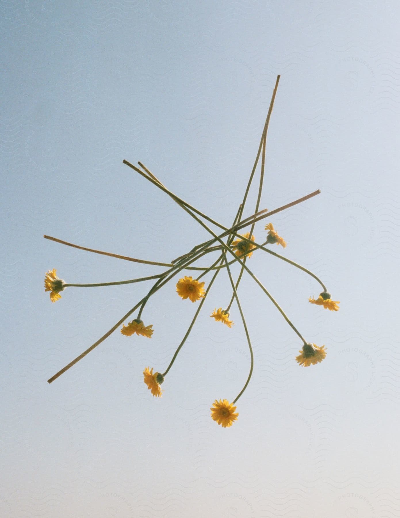 Scattered yellow flowers with long stems on a white background