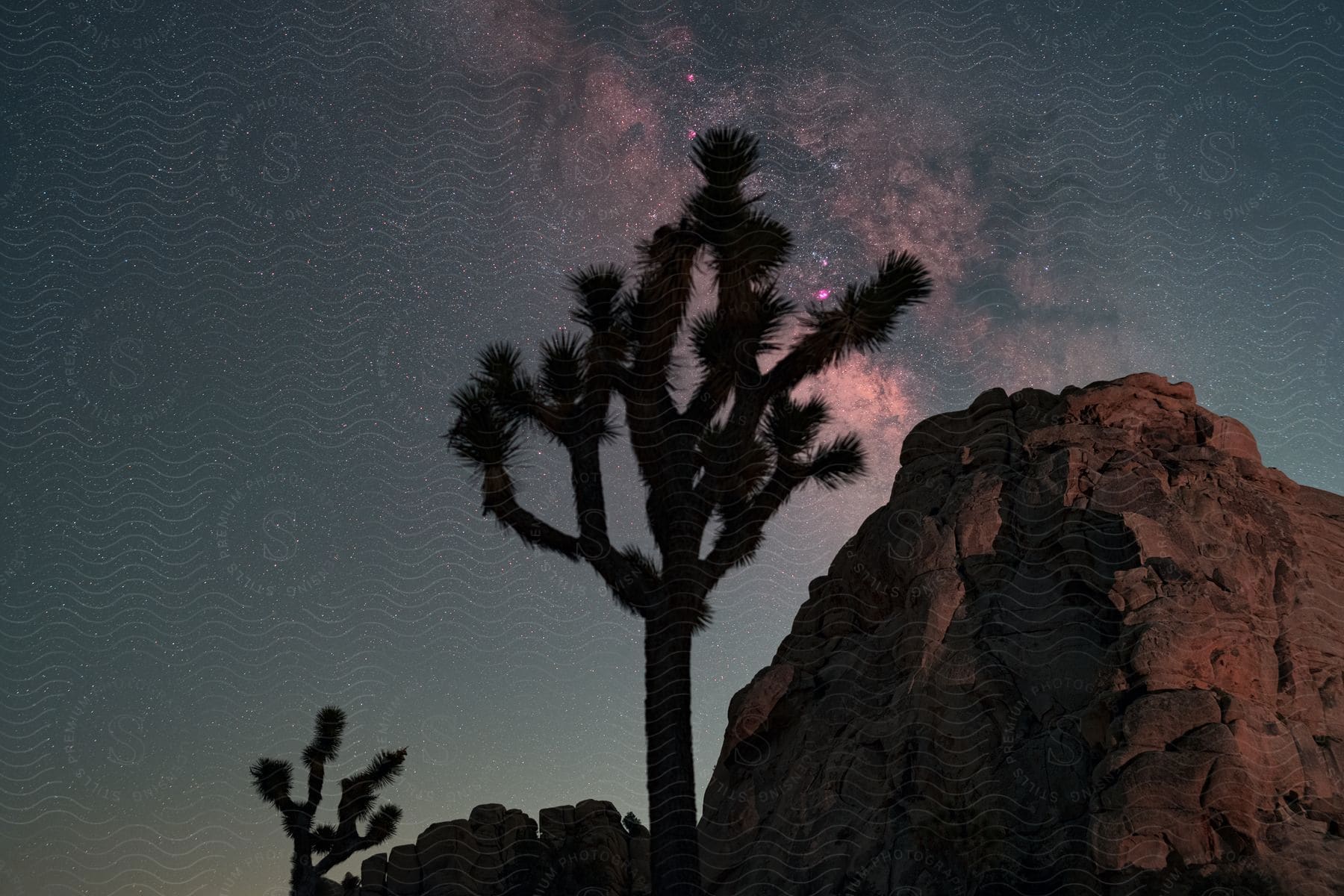 Joshua trees next to rock at joshua tree national park