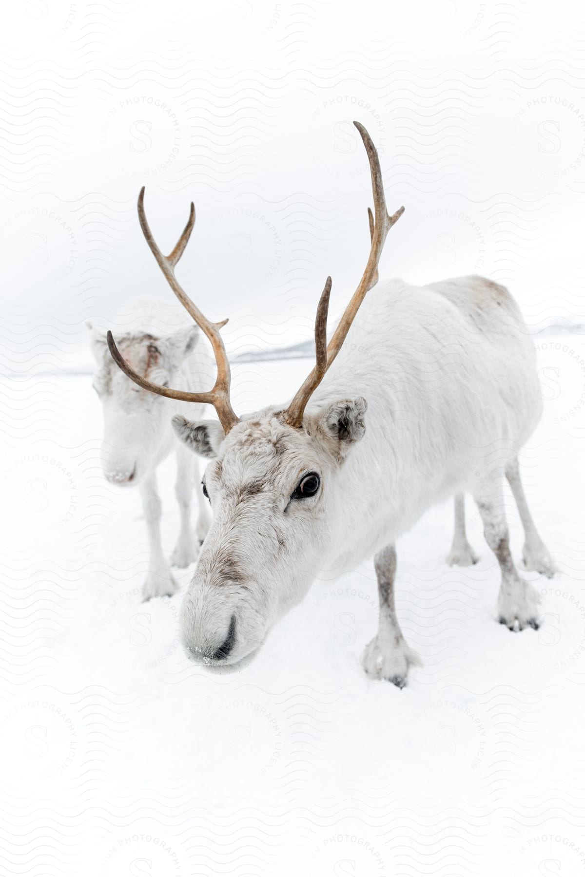 Two moose are walking in the snowy wilderness in norway