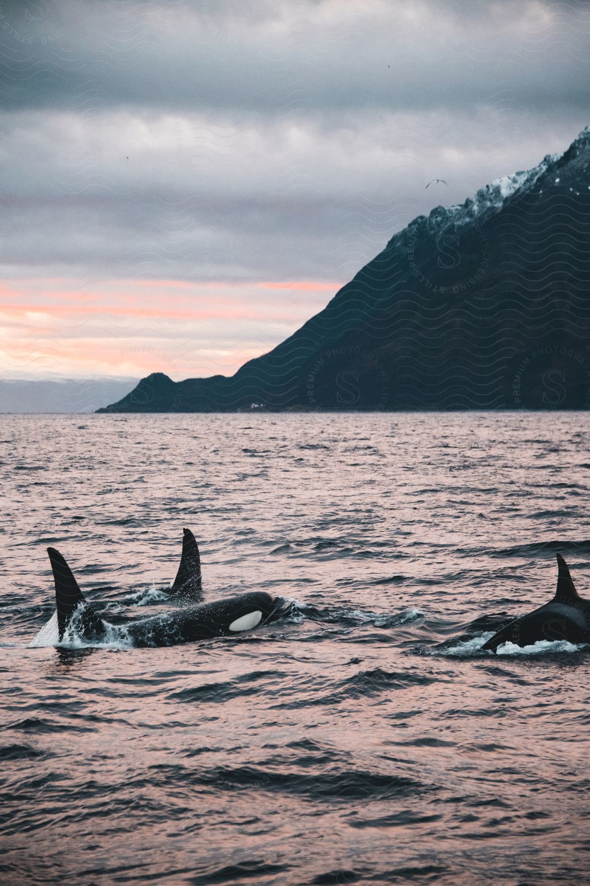 Three whales swim in the sea near a mountain at sunset