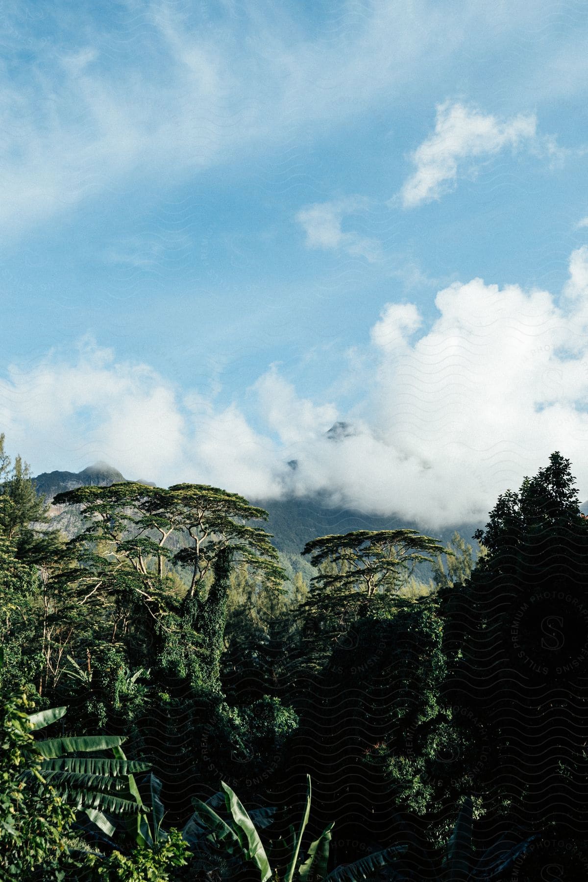 A serene forest scene with tall lush trees stretching towards the sky