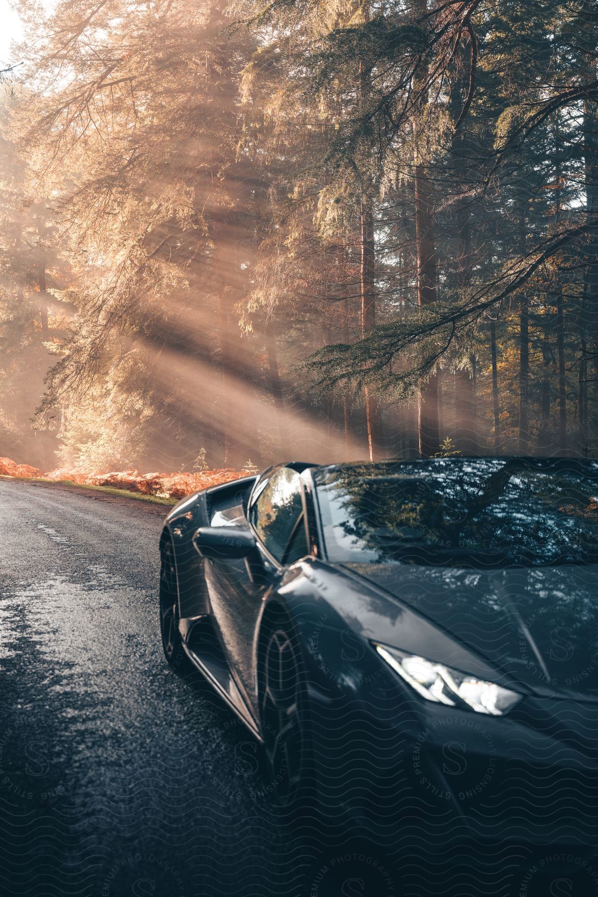 A sports car drives on a forest road with sunlight streaming through the trees