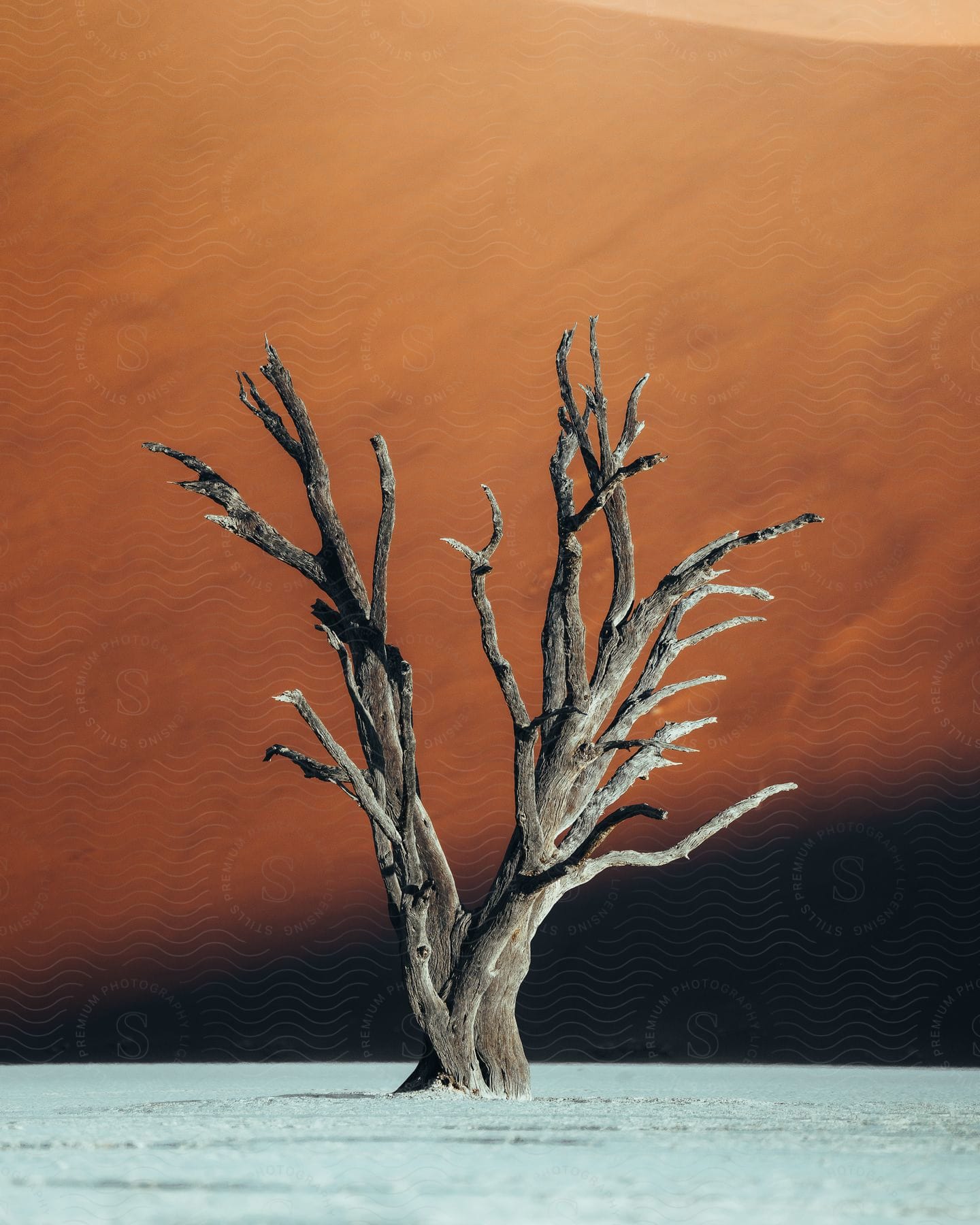 A dry tree stands against a snowy landscape