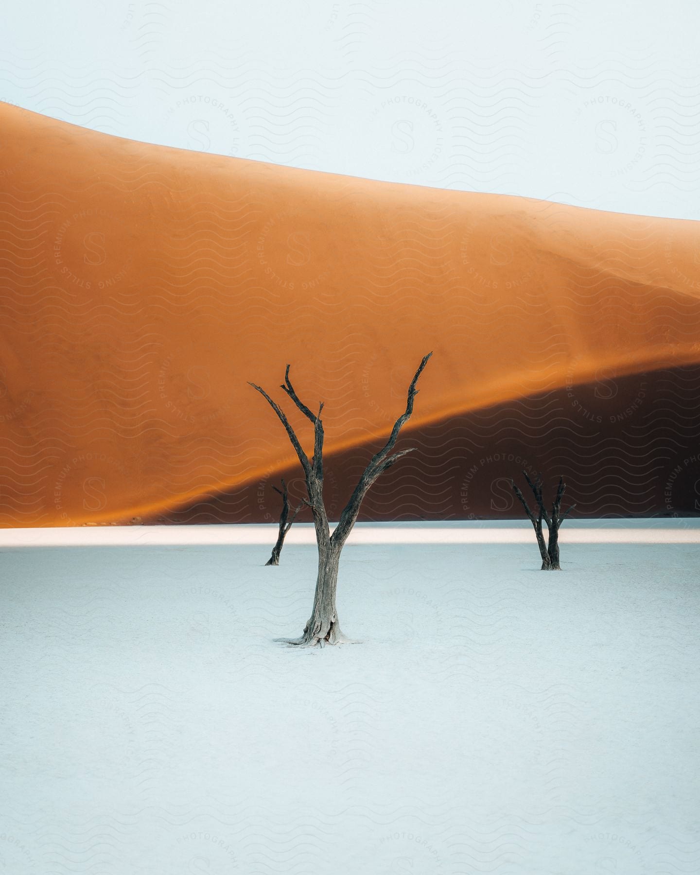 Three dead trees emerging from frozen ground with a desert backdrop