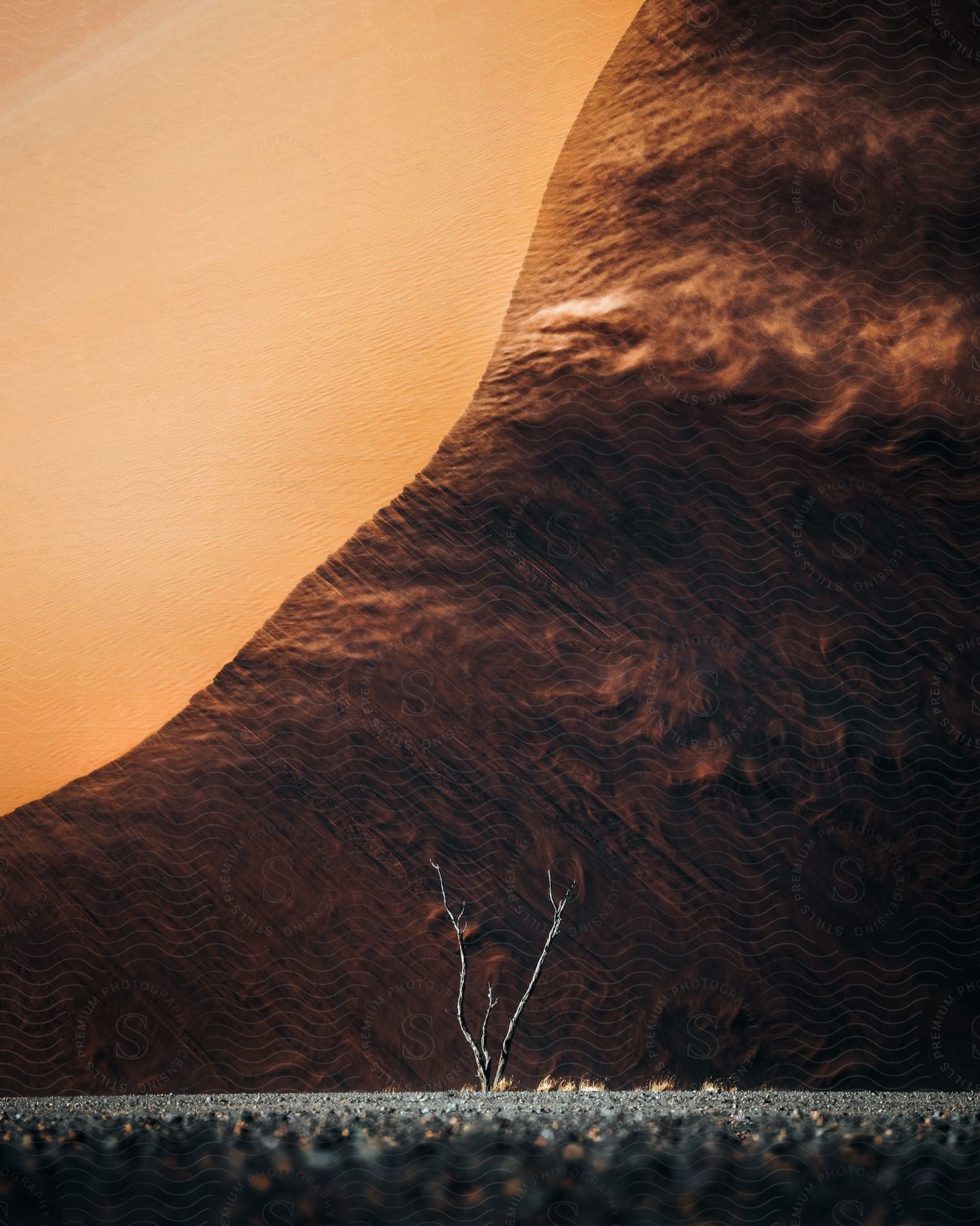 Stock photo of a small barren tree grows at the base of a towering sand dune in namibia