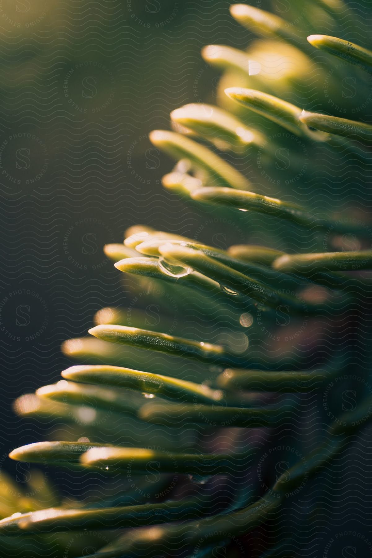 Dew drops form on the needles of a tree in denali national park