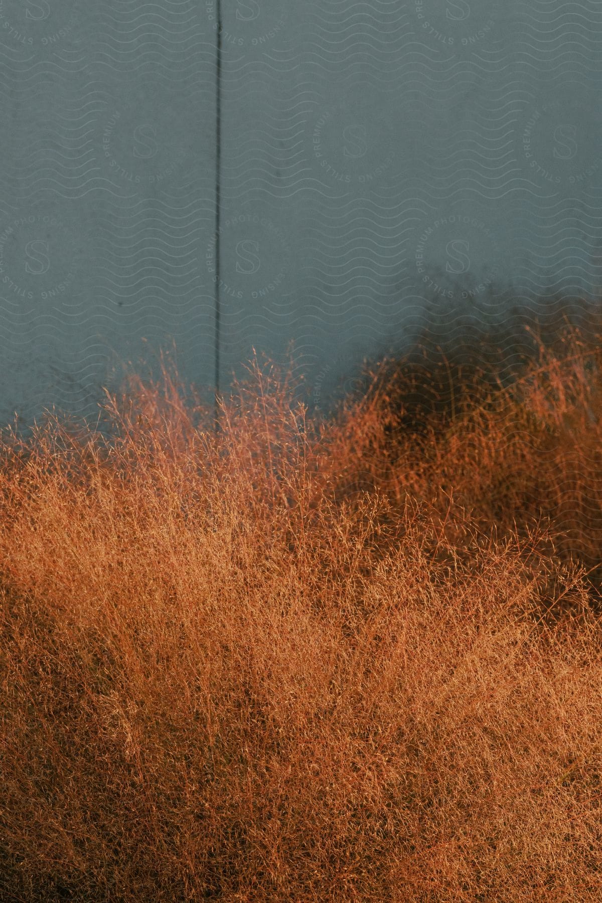 Tall grass with cloudy sky and one thin dark vertical line in west texas