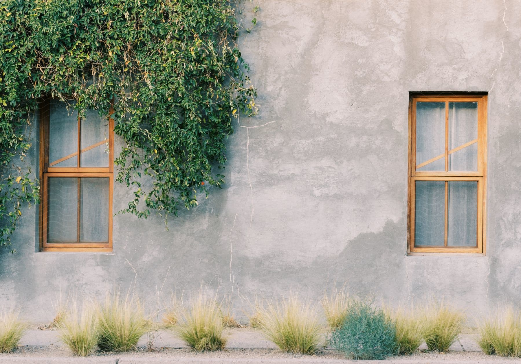 Vines grow above a window on a stucco building in west texas