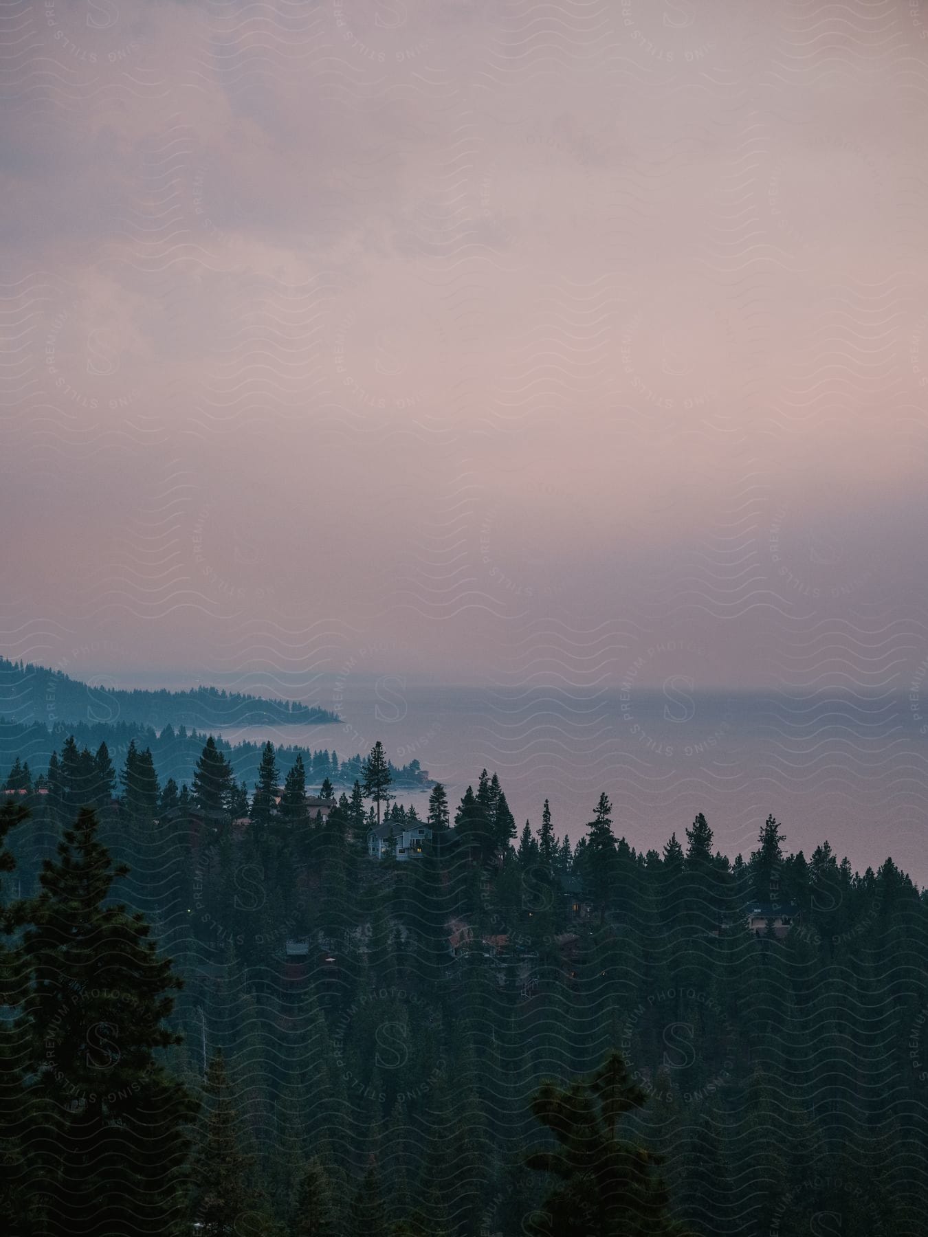 Forest meets the coast of a lake in lake tahoe