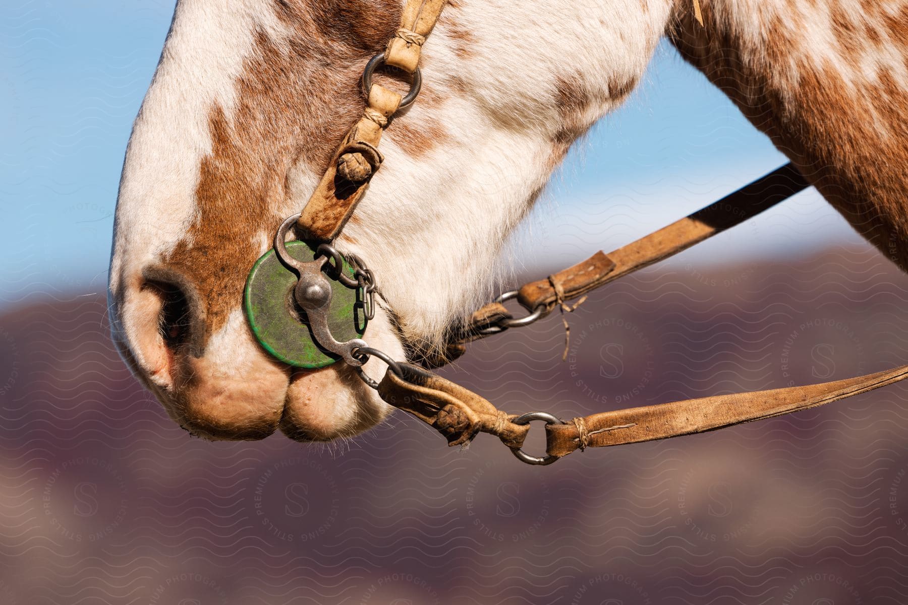 A horses jaw bridle bit and reins in a rural location on a sunny day