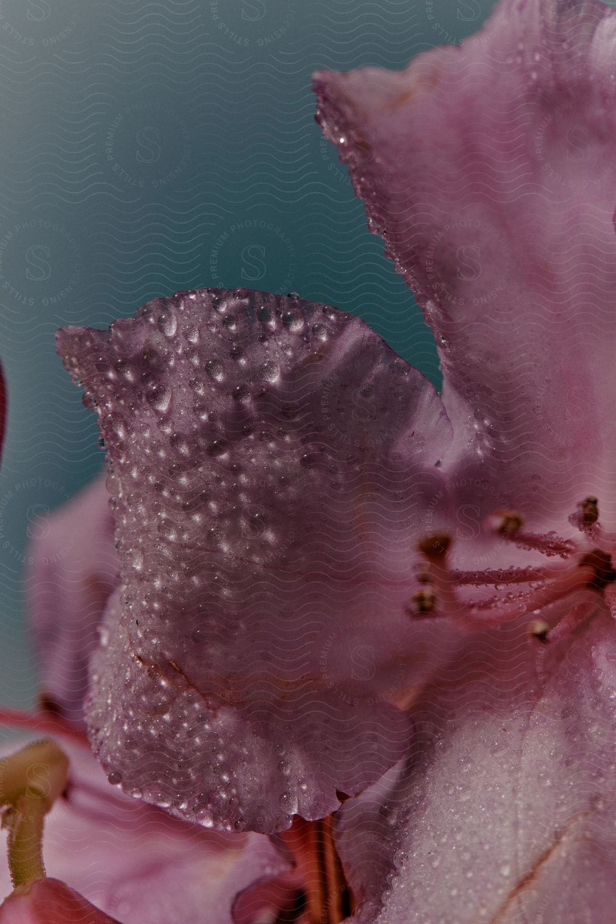 A purple and pink flower with water droplets on its petals
