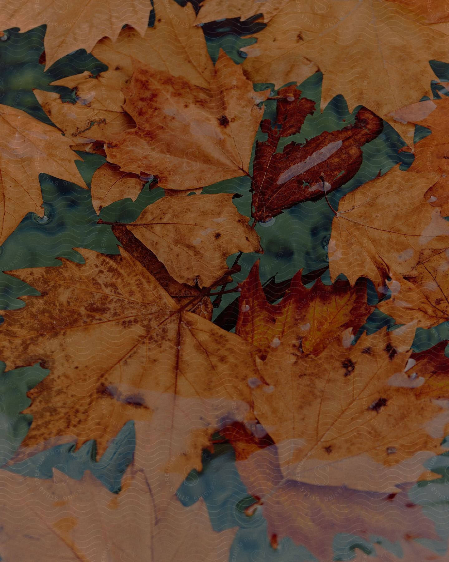 A brown maple leaf on a branch in a woody plant