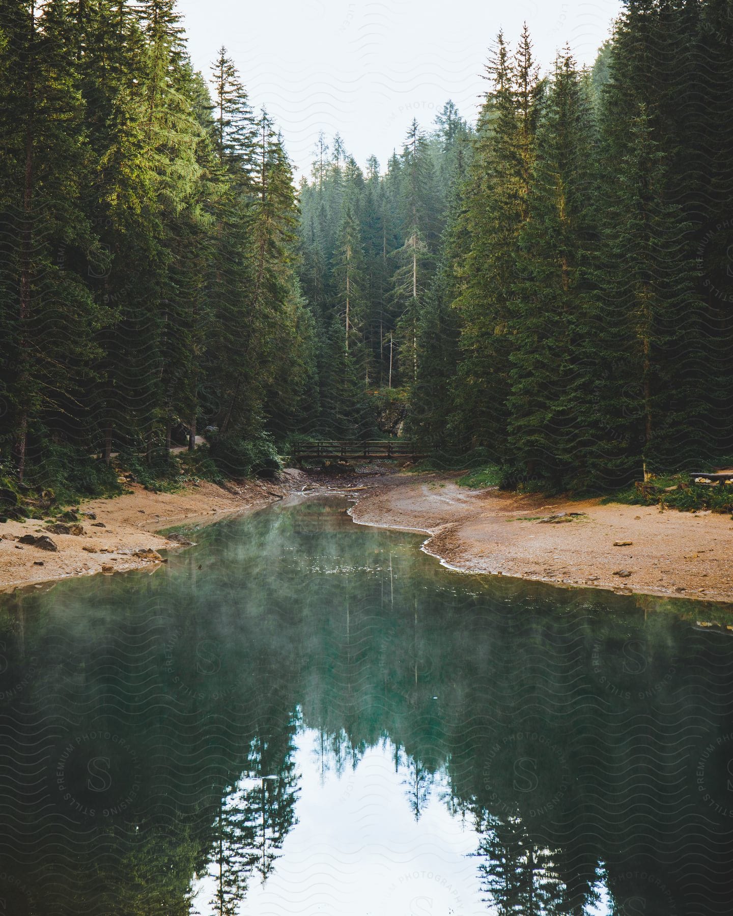 A forest bridge spanning a river in a tranquil natural setting