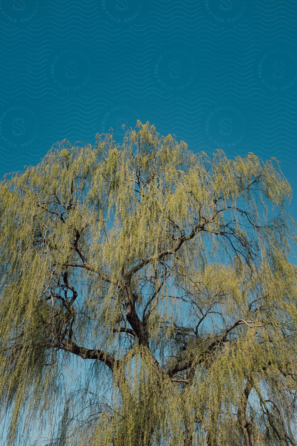 Willow tree with bare branches seen from an upward angle