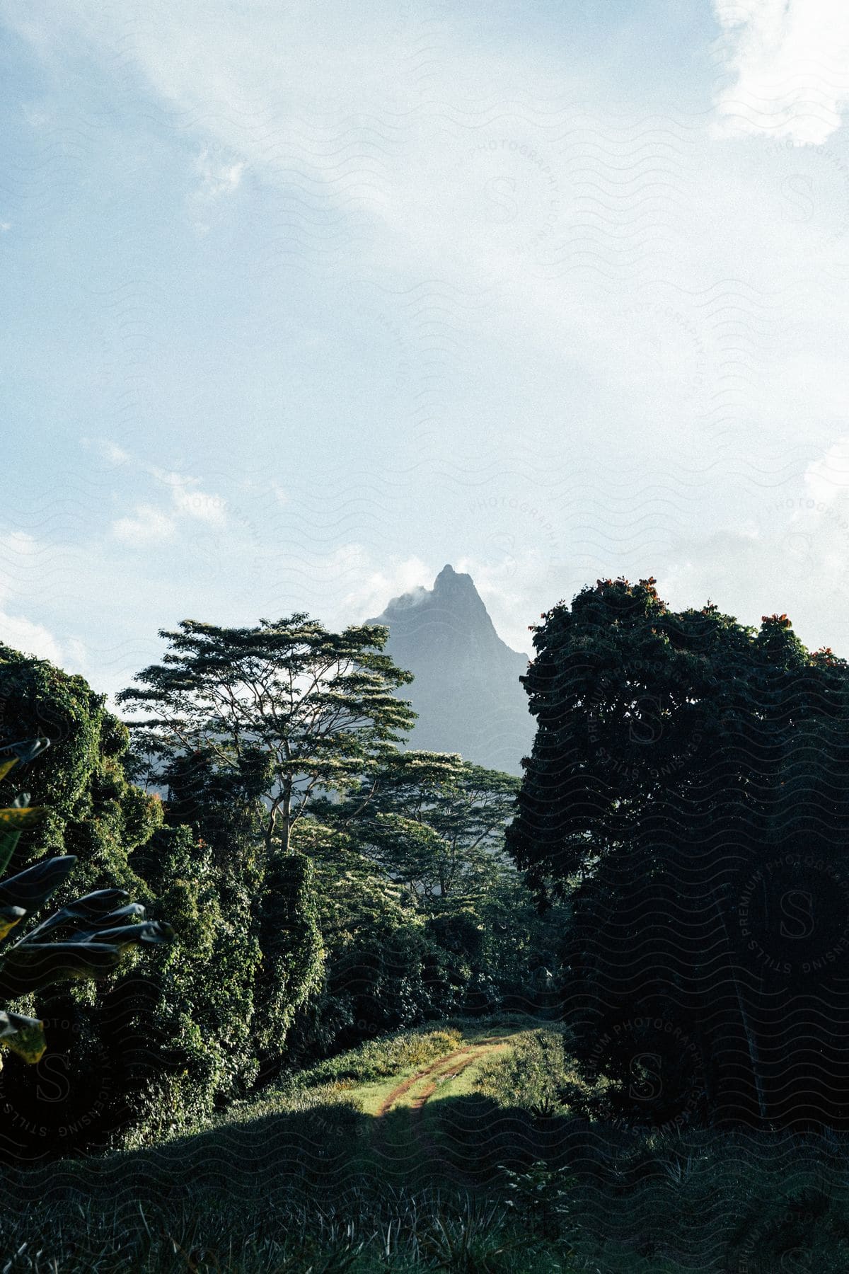 Sun shines on trail through trees with mountain in distance and peak in cloudy sky