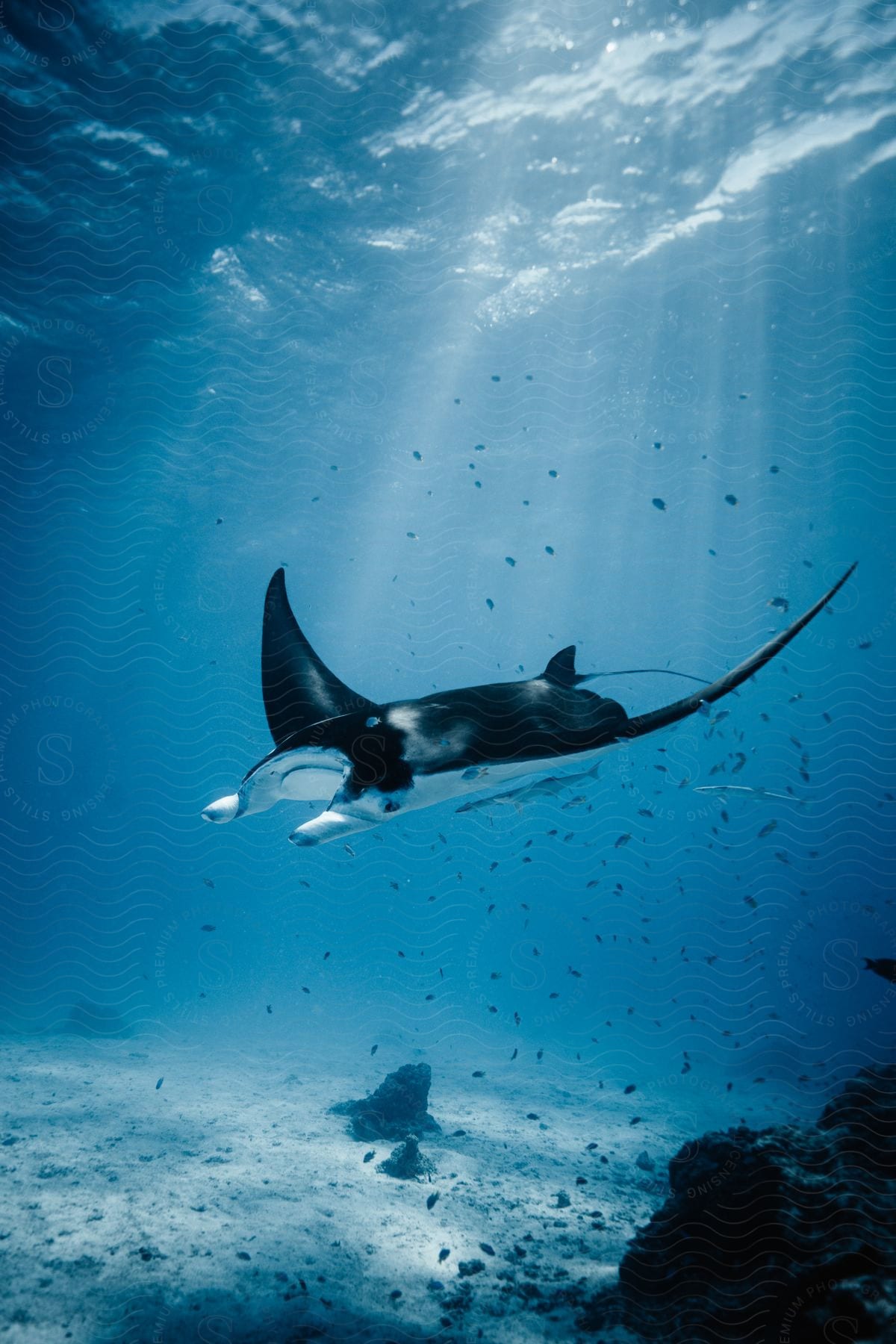 Underwater shot of a manta ray swimming in the blue ocean waters