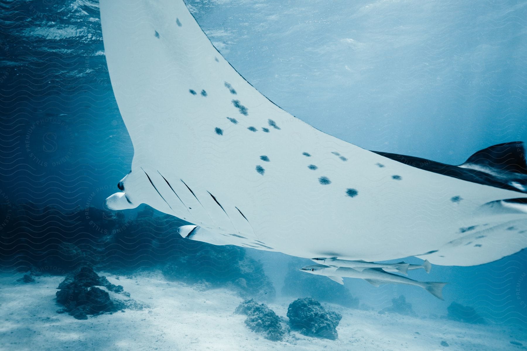 Underwater shot of a manta ray swimming in the ocean during the day