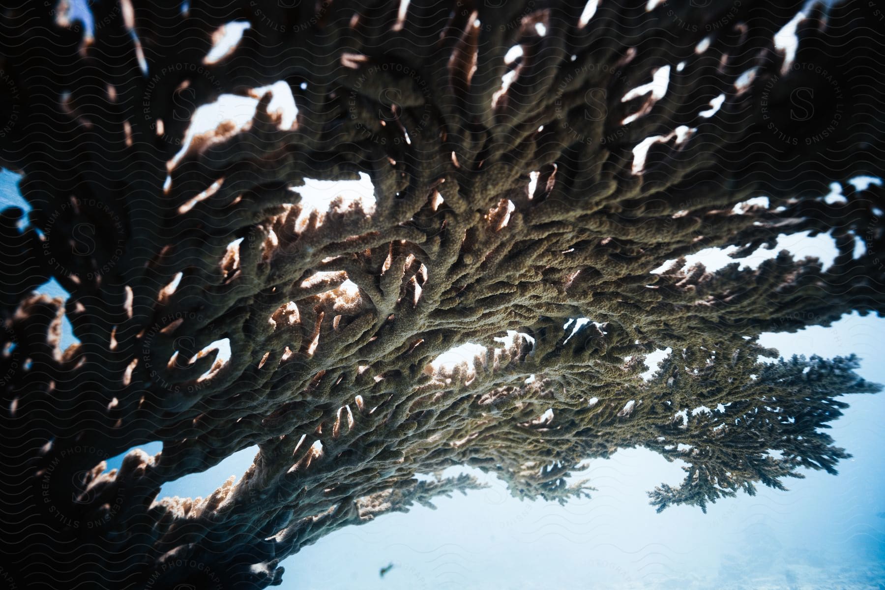 The underside of a coral reef in the ocean