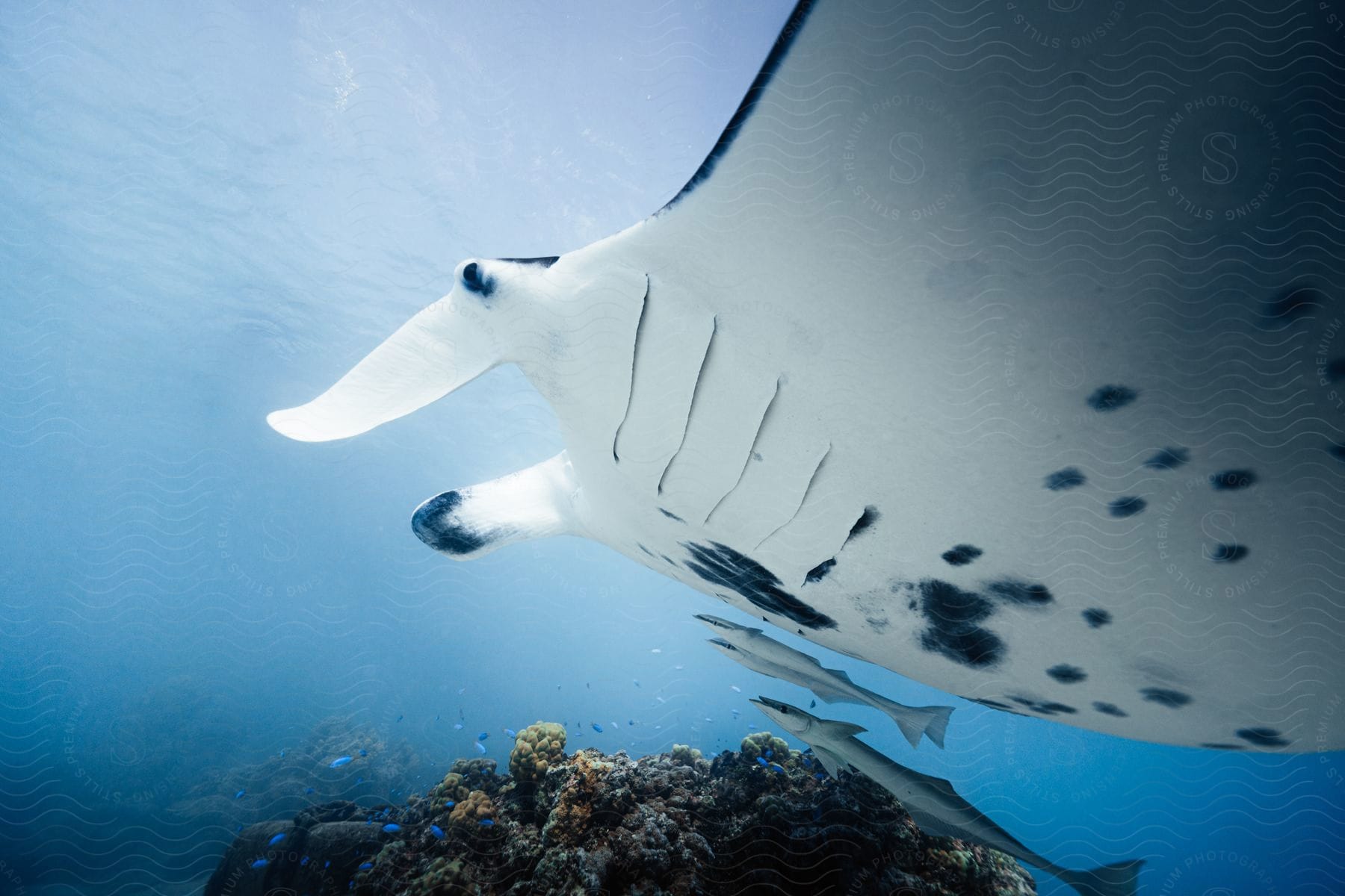 A manta ray swimming next to three fish seen from below in an underwater setting