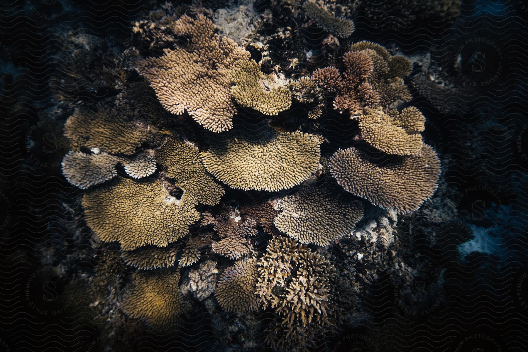 Closeup of sponge and coral in the ocean