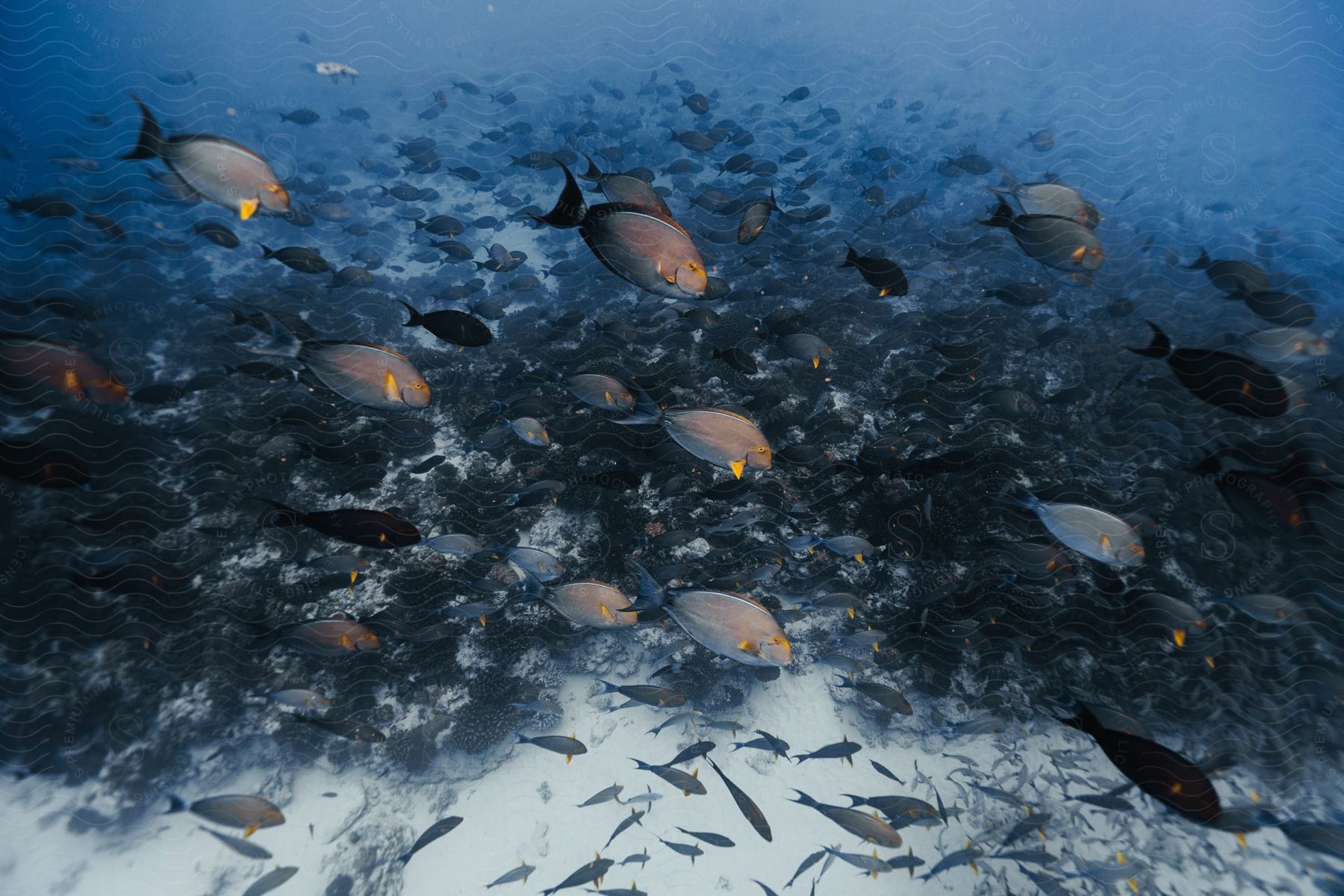 Marine life underwater scene with fish swimming in azure water