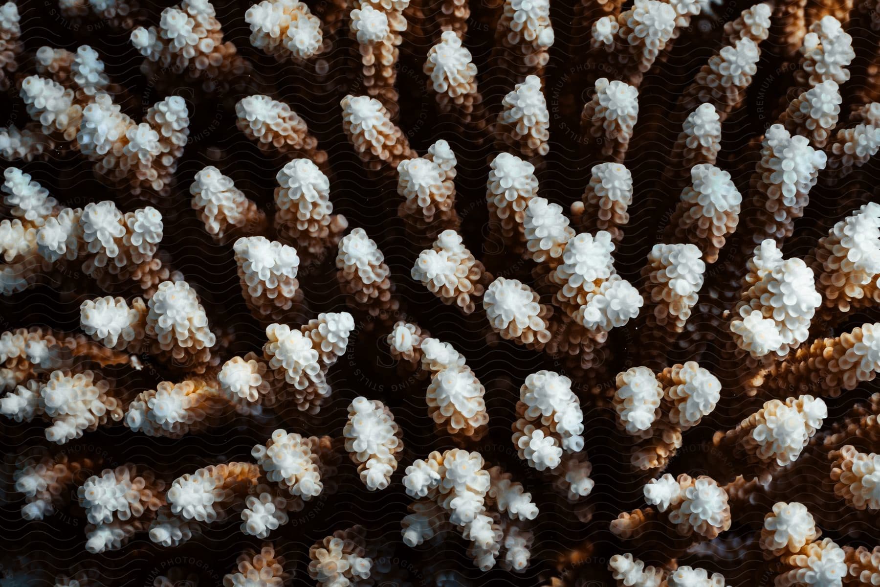 Close up of coral at the bottom of the ocean floor