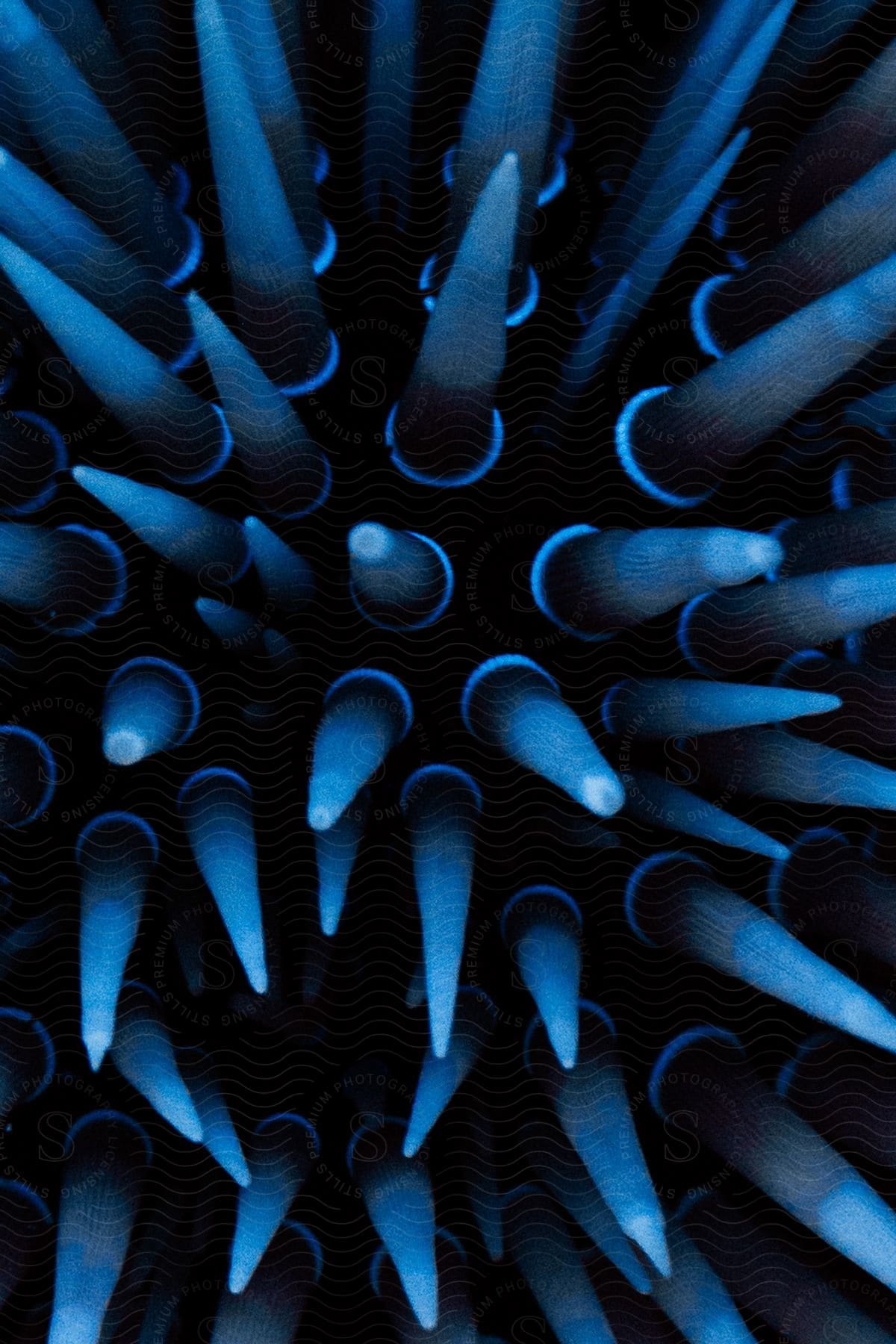 Marine life underwater at night with fast shutter speed