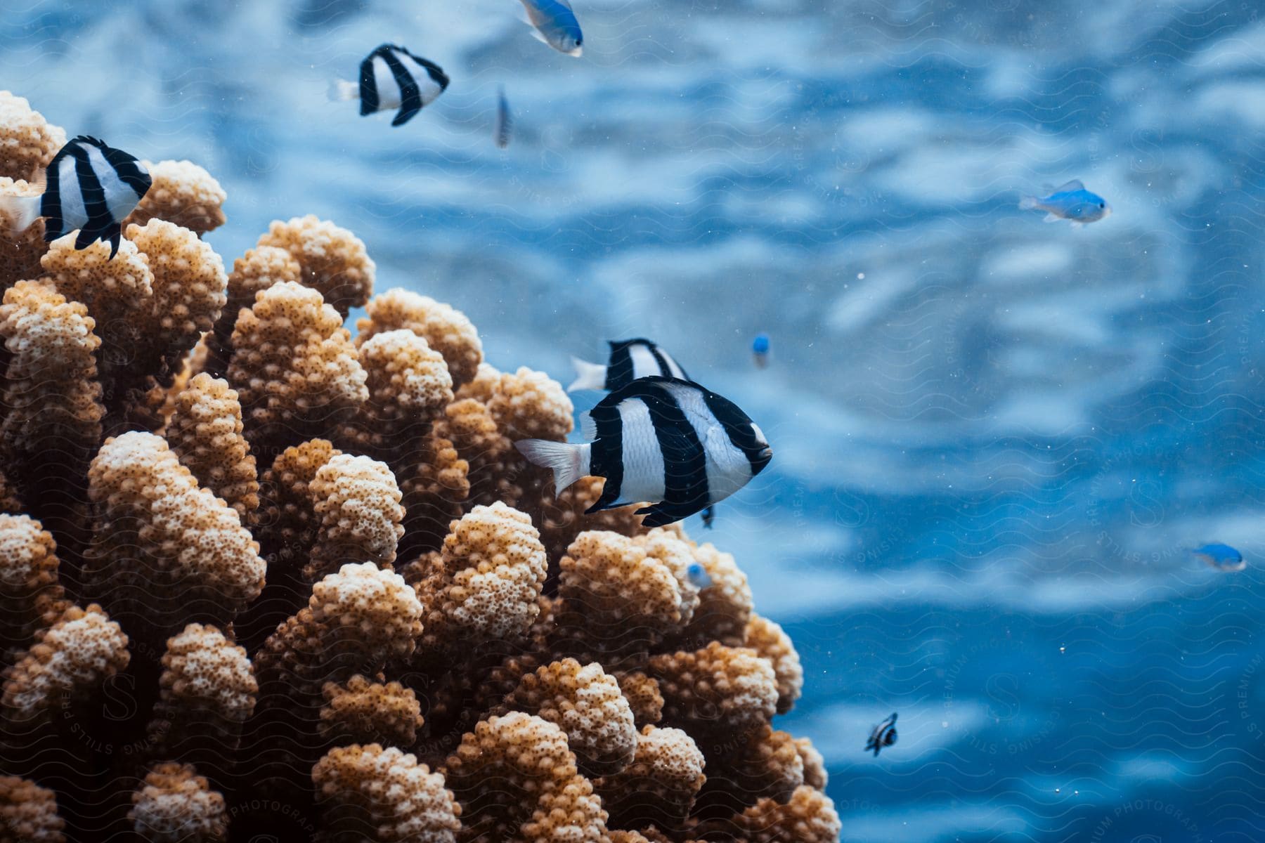 Underwater scene with fish in a coral reef