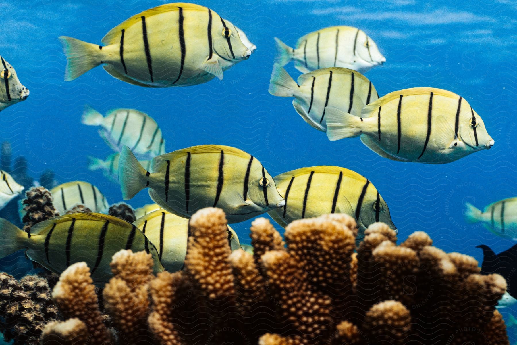 Fish swimming in ocean water during daylight