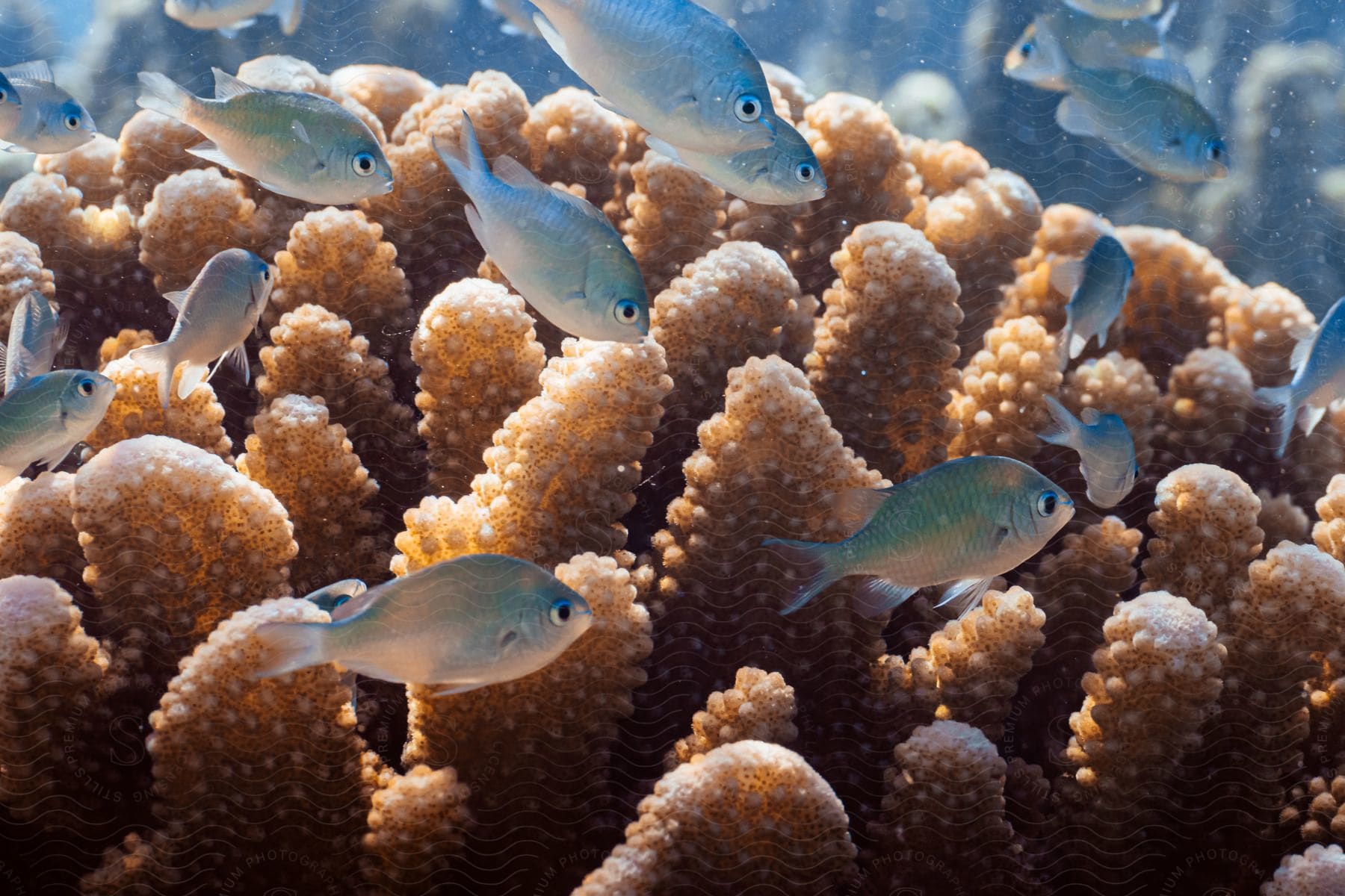 A group of fish swimming among coral in the sea