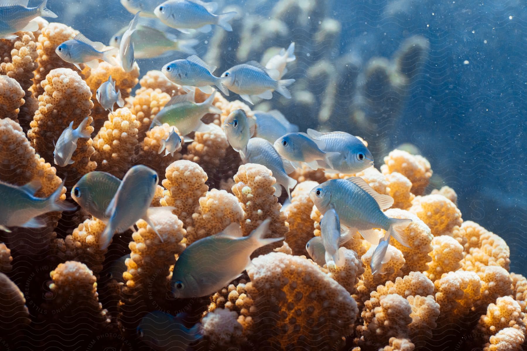 Fish swimming near a coral reef in an underwater marine environment