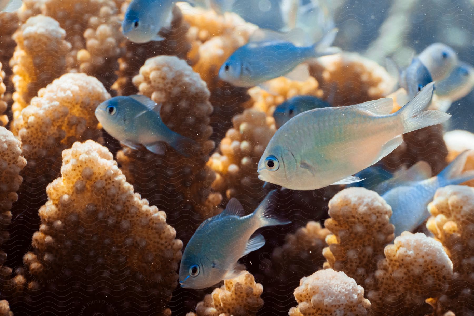 Multiple fish swimming near coral in the ocean