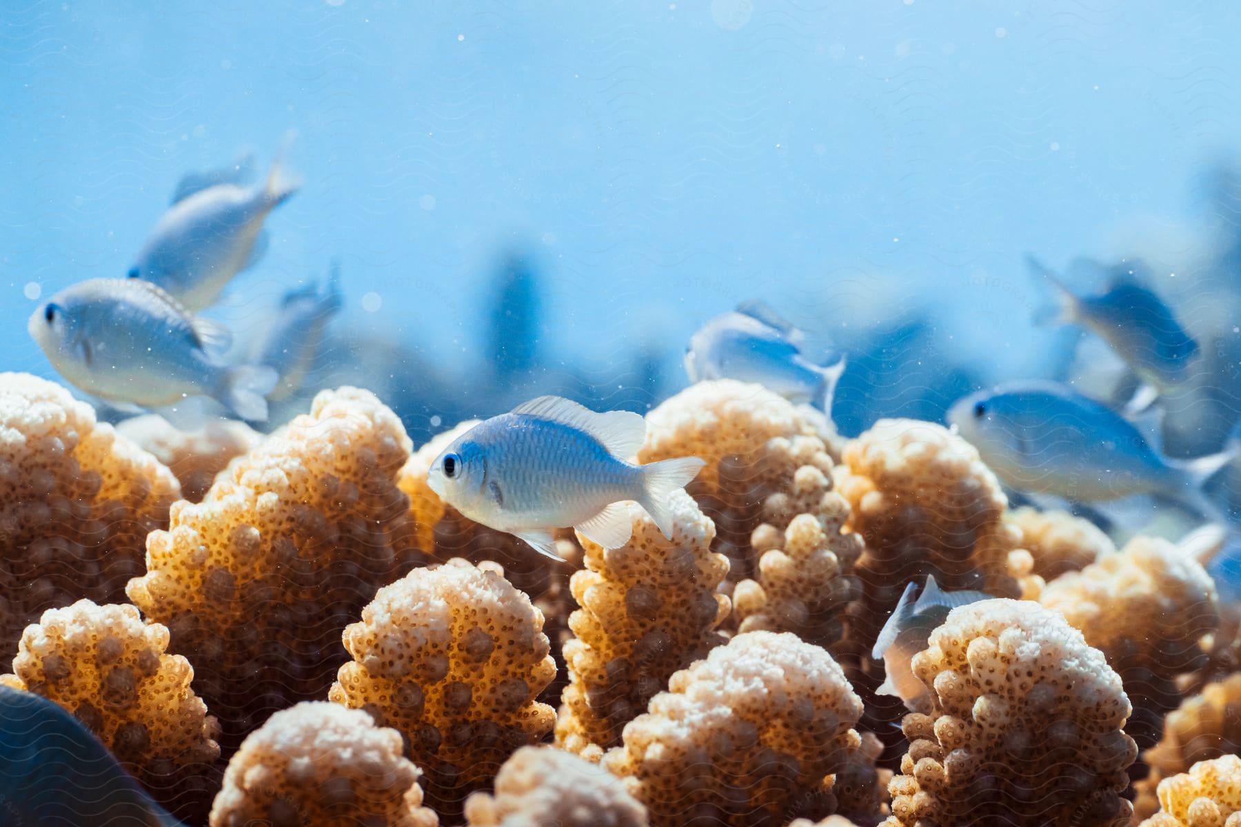 An underwater view of glistening purple flakes floating gracefully through the water