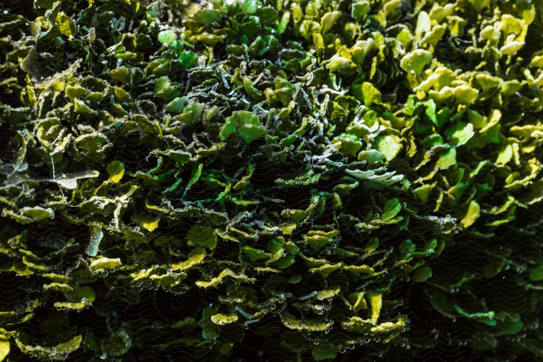 Close up of green seaweed in an underwater marine environment