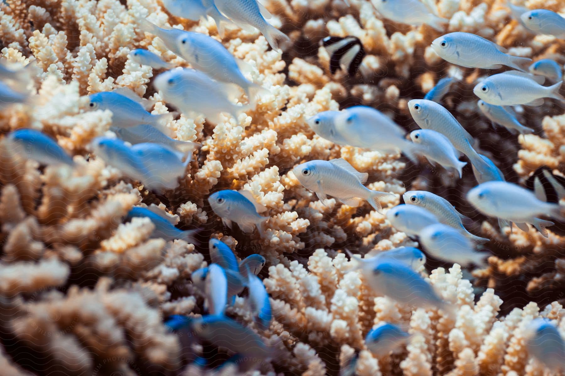 Underwater marine life in a coral reef