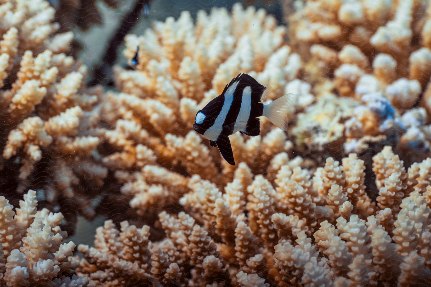 A fish swimming at the bottom of the ocean