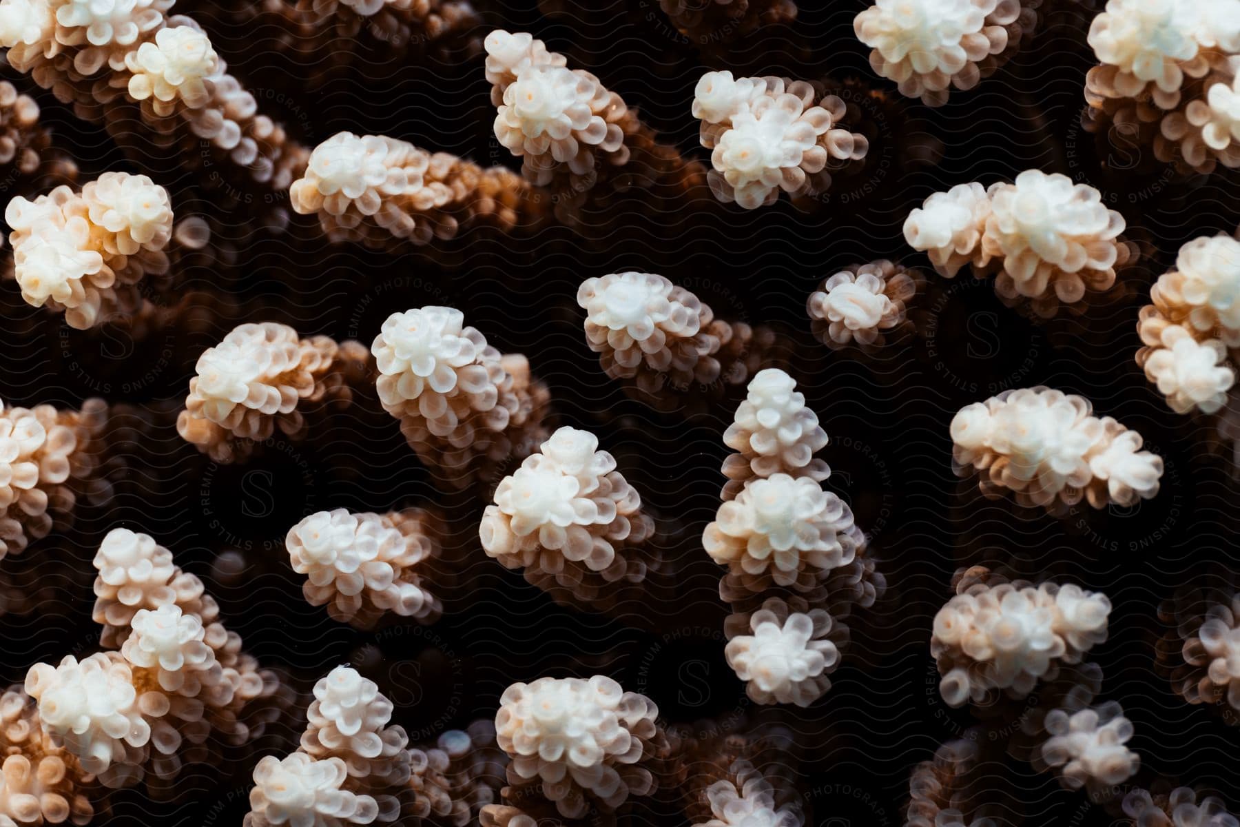 Close up of coral reefs underwater