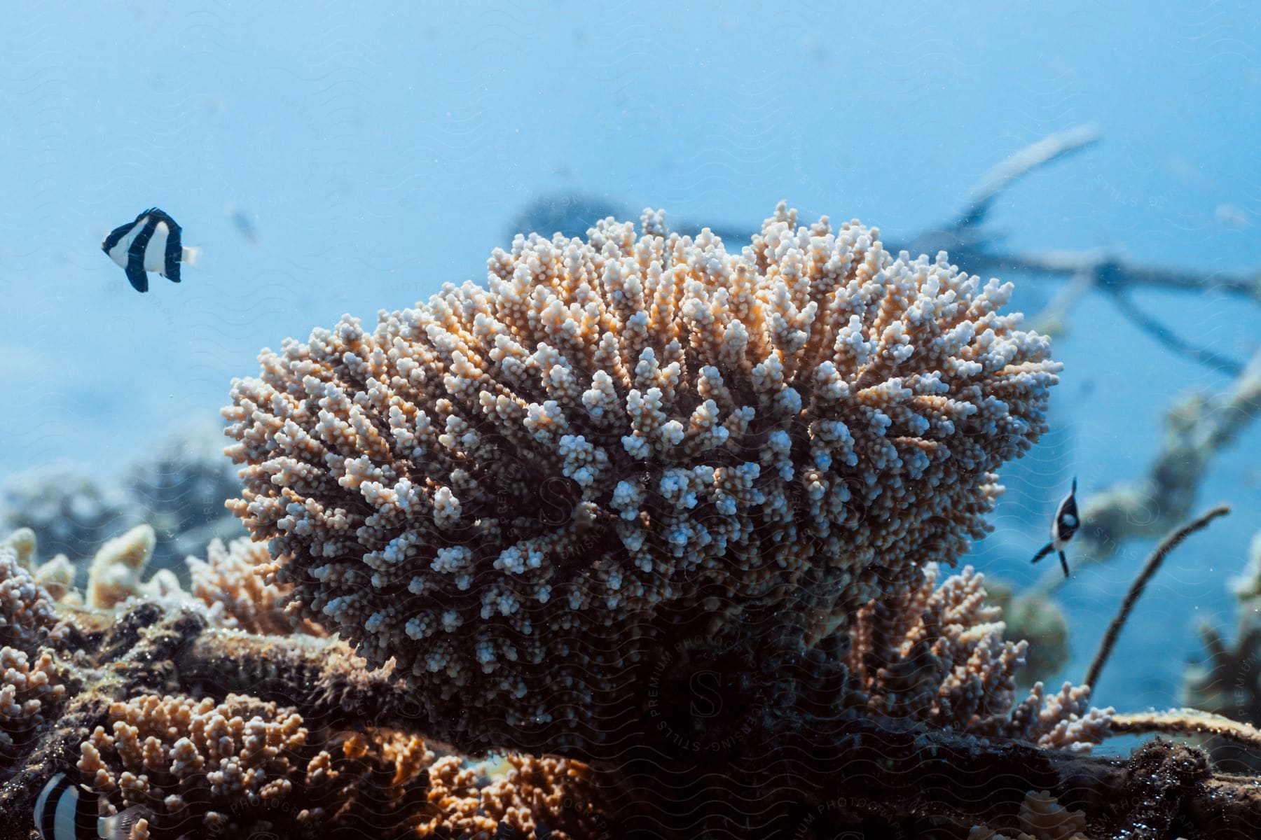 Small black and white fish swim around coral growing on settled driftwood in the ocean