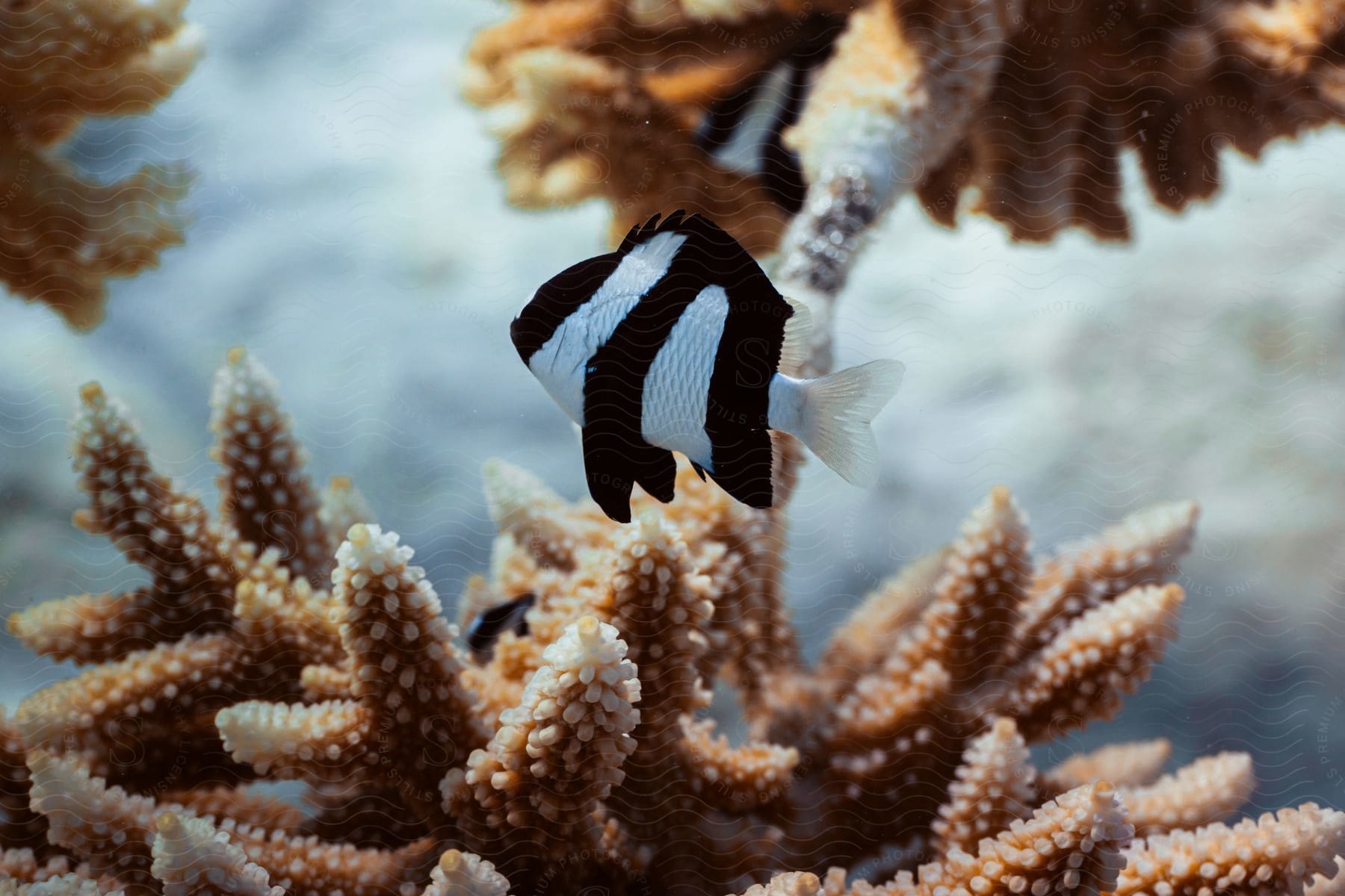 A fish swims close to coral plants in an underwater scene