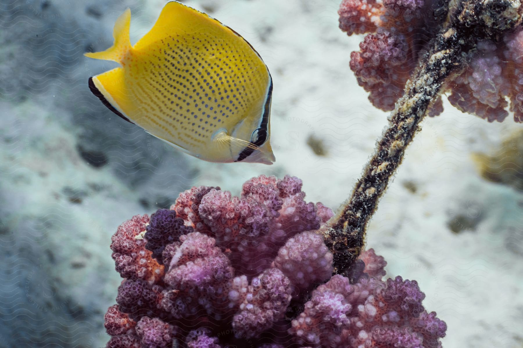 Underwater marine life with fish in a coral reef