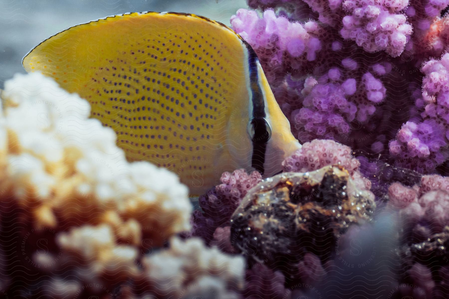 A colorful underwater scene with various fish and coral in a coral reef