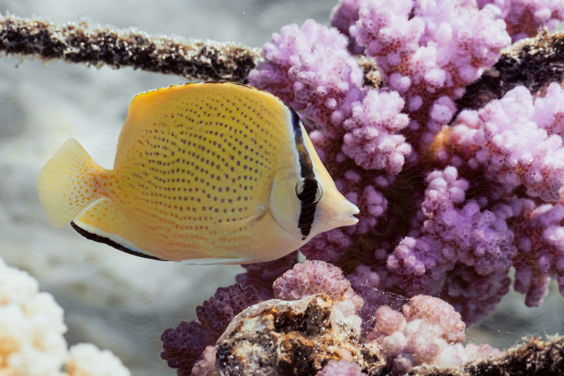 A fish swims near plants in the ocean