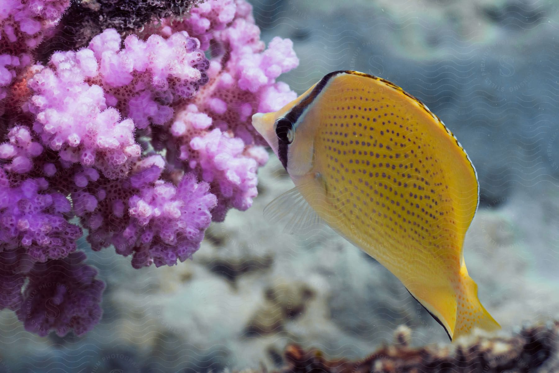 A fish swimming towards coral in an underwater scene