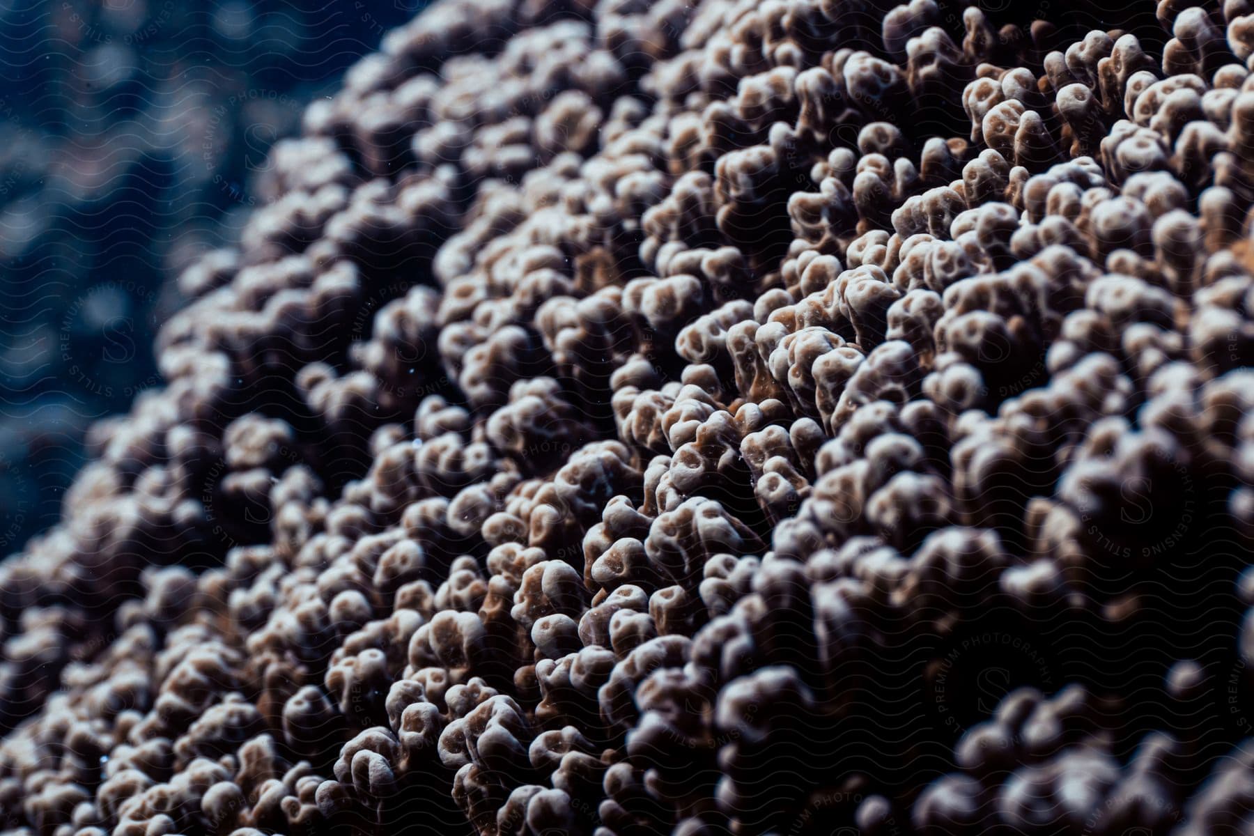 A closeup of a sponge underwater in the ocean