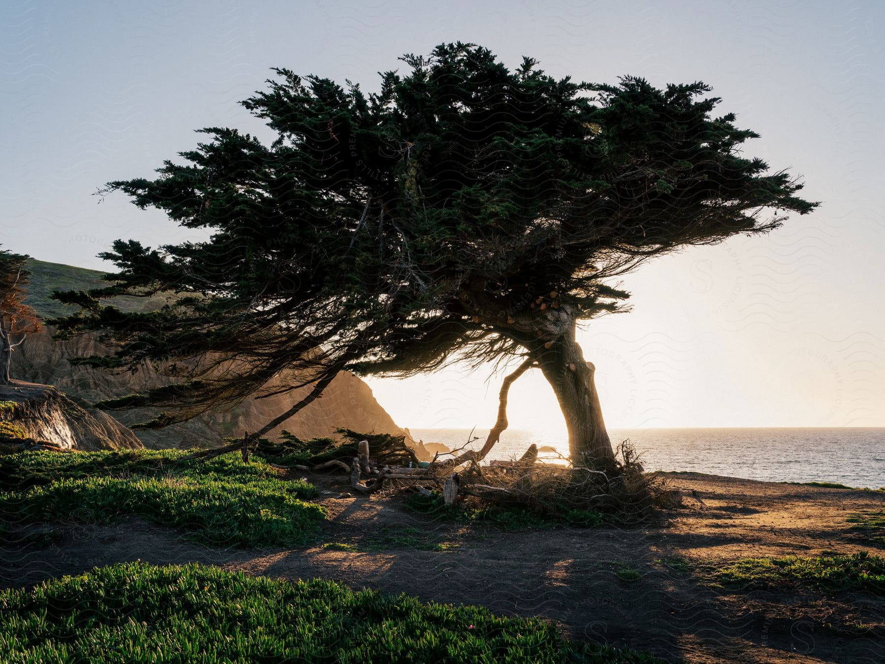 A tree leans to the left near the ocean