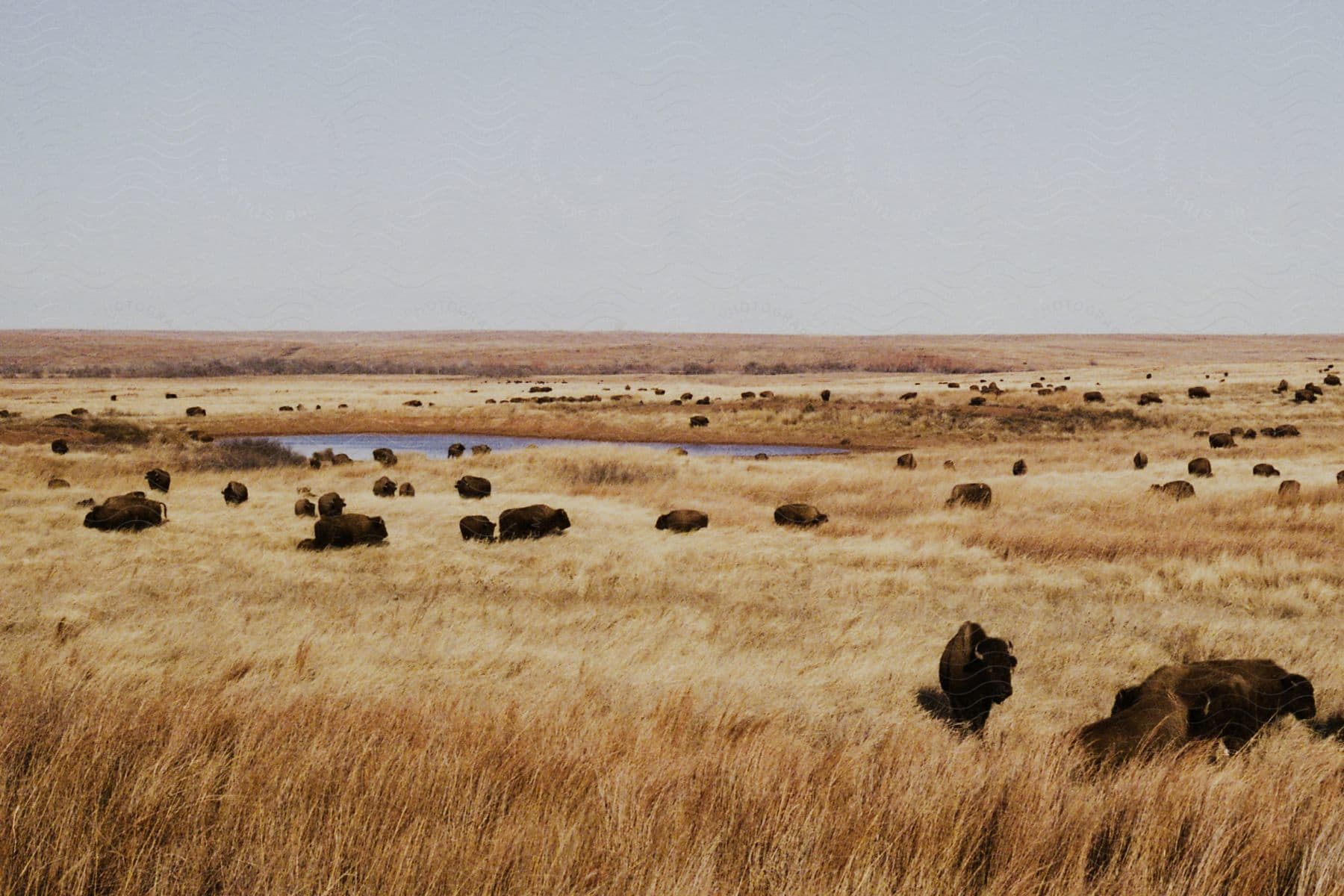 A field of grass with a large number of bison outdoors