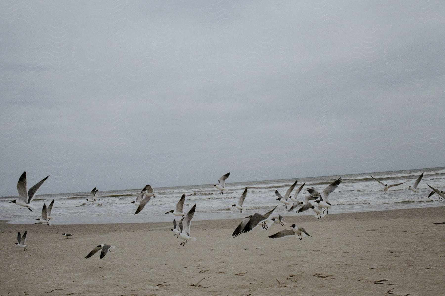 Stock photo of a group of seagulls taking flight off a sandy beach near the ocean